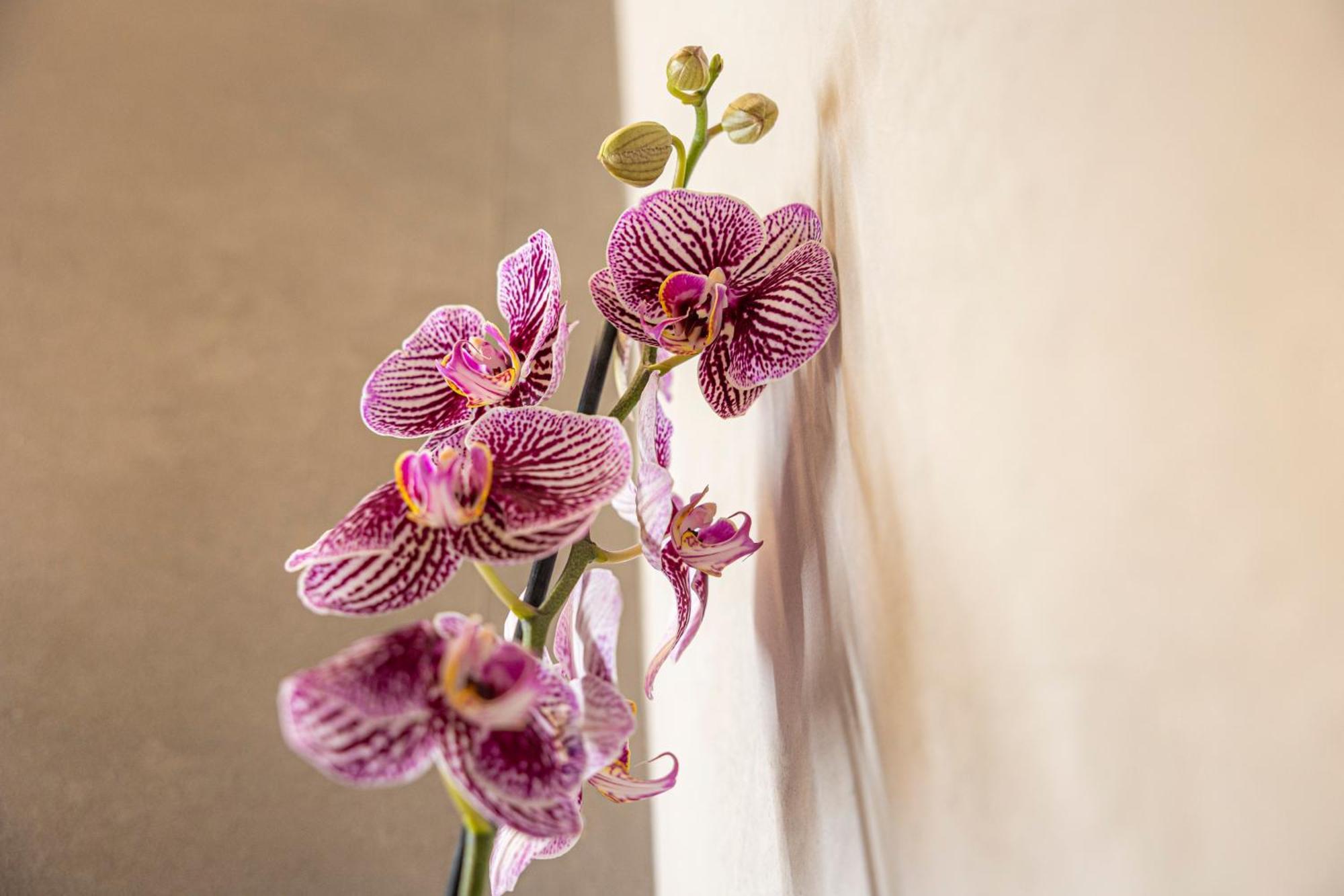 Orti Manara Design Apartments Verona Bagian luar foto